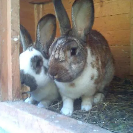 Juritsch شقة كلوسترل ام ارلبرغ