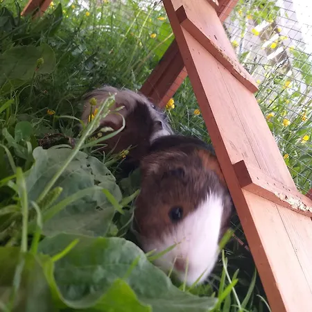 Apartment Juritsch Klosterle am Arlberg